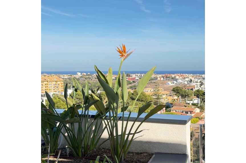 Dehesa de Campoamor, Luksusowy apartament